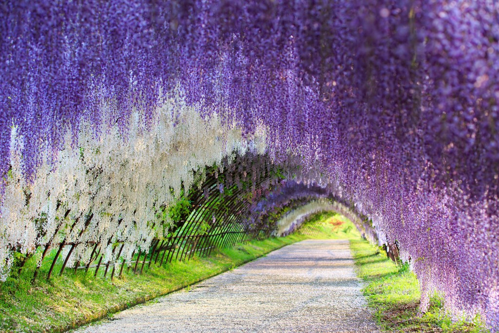 Kitakyushu-wisteria-tunnel--my-design-week-top-10-things-to-do-in-japan-2