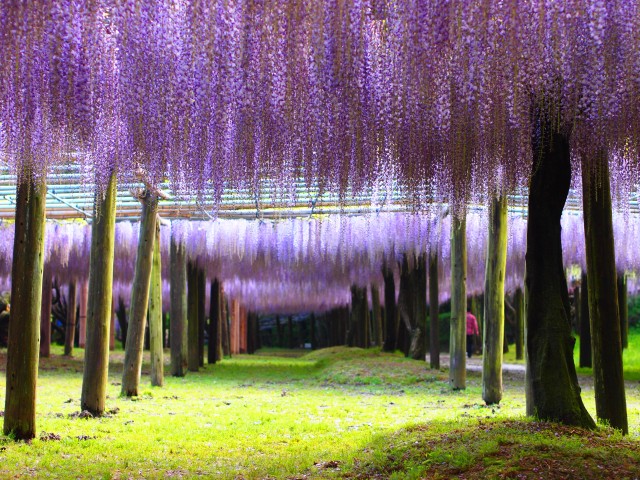 Kitakyushu-wisteria-tunnel--my-design-week-top-10-things-to-do-in-japan-2Kitakyushu-wisteria-tunnel--my-design-week-top-10-things-to-do-in-japan-2