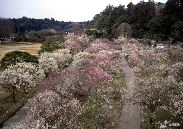 plum-trees-my-design-week-top-10-things-to-do-in-japanplum-trees-my-design-week-top-10-things-to-do-in-japan